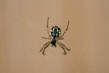 Macro d'une araign&eacute;e mangore petite bouteille sur sa toile dans un jardin