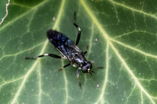 Mouche soldat en gros plan sur une feuille verte