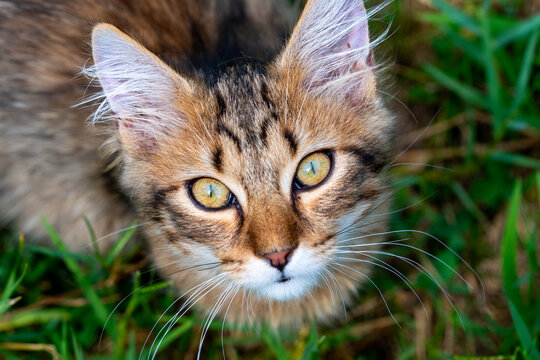 Portrait de chat tigr&eacute; aux yeux verts lumineux dans l&rsquo;herbe