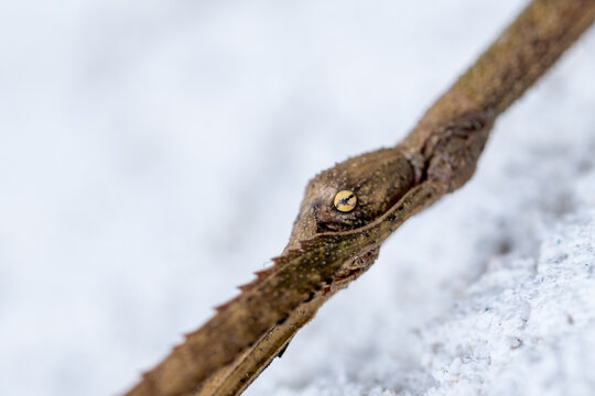 Macro de la t&ecirc;te d&rsquo;un phasme vietnamien, yeux en gros plan