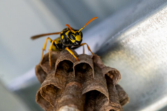 Macro d'une gu&ecirc;pe poliste d&eacute;fendant son nid en construction, dans un abri de jardin
