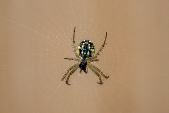 Macro d'une araign&eacute;e mangore petite bouteille sur sa toile dans un jardin