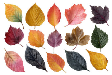 Autumn leaves arranged on a black background.  Colorful fall foliage