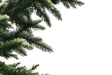 Close-up of pine tree branches