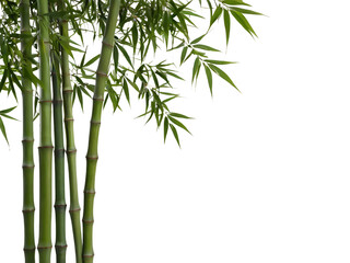 bamboo plants with lush green leaves cut out