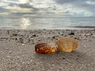 seashell on the beach