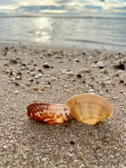 seashell on the beach