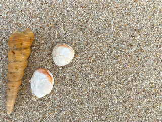 shell on the beach