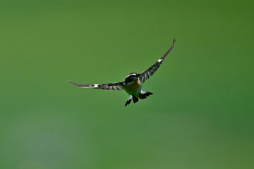 fliegendes Braunkehlchen // flying Whinchat (Saxicola rubetra)