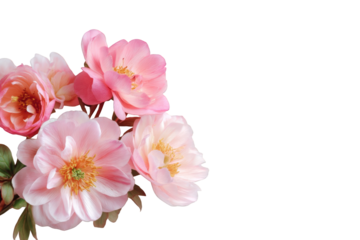 Delicate pink roses in close-up