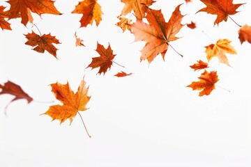 Fototapeta premium Autumn leaves backgrounds autumn maple.