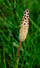 Blume