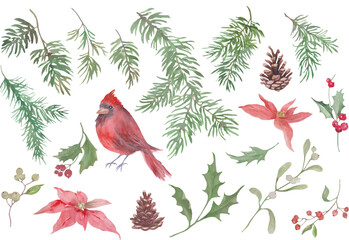 Watercolor Christmas Clipart Set. Hand-painted collection featuring a red cardinal bird, pine branches, holly leaves with berries, poinsettia flowers, pinecones, and winter greenery. Vector EPS.