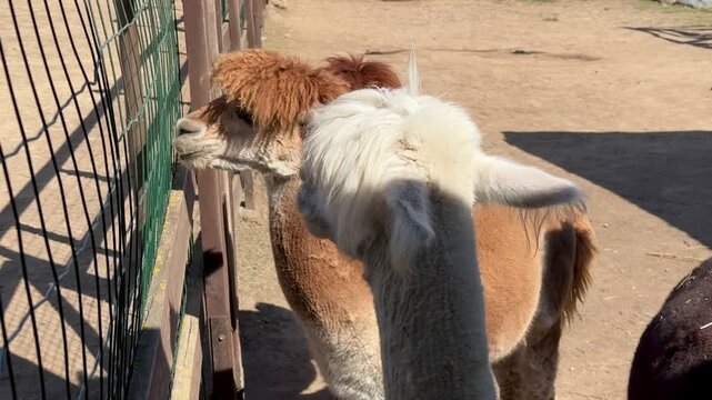 brown, white, and black alpacas on a farm eating hay on a summer day Video 4k