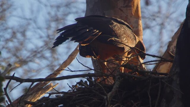 Close-up slow motion shot of adult Crested Eagle feeding chick with silky anteater prey, golden light in Peruvian Amazon rainforest.