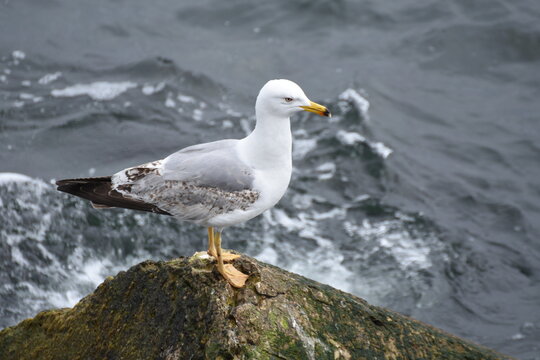 gull, pescarus,M&ouml;we, gabbiano,in Constanta ,Romani