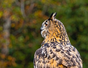 Owl in Autumn Forest