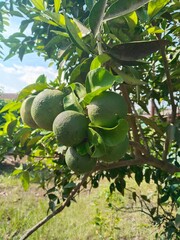 Buah jeruk
