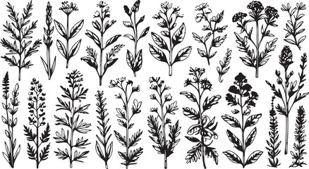 Botanical Flower Vector Art with Blooming Plants, Nature Design, Floral Elements, Black and White, Elegant, Detailed, Illustrative, Garden, Creative Pattern, Beauty, Lush, Floral Arrangement, Verdant,