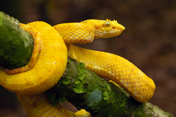 Bothriechis schlegelii, known commonly as the highland eyelash-pitviper or Schlegel's eyelash-pitviper lying on a leaf in the middle of the rainforest.