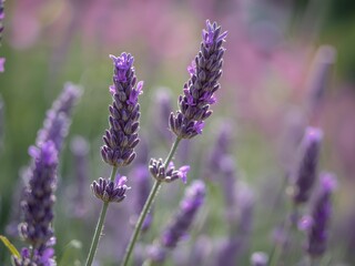 Obraz premium Lavender flowers in full bloom with a blurred floral background, natures beauty.