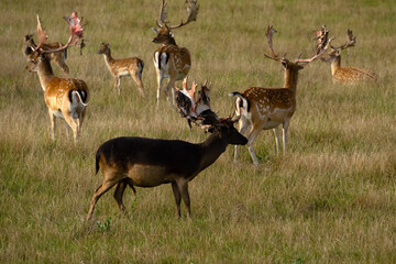 European fallow deer (Dama dama), also known as the common fallow deer or simply fallow deer, a...