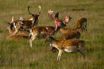 European fallow deer (Dama dama), also known as the common fallow deer or simply fallow deer, a male with freshly matured antlers among other fallow deer.