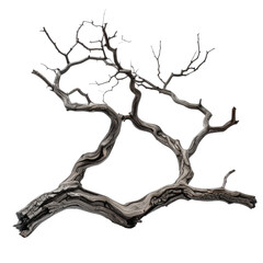 A twisted, barren tree branch with intricate patterns and no leaves, set against a transparent background. Perfect for Halloween decorations and spooky design projects.