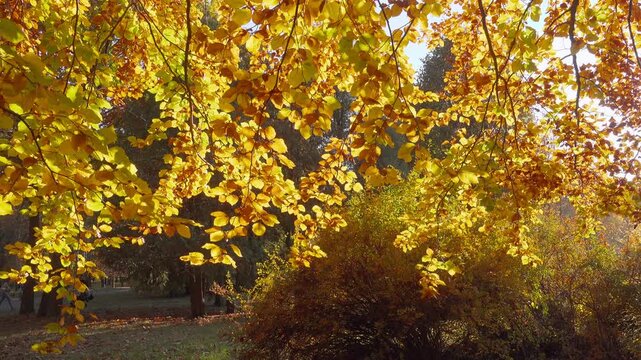 Bright colorful leaves on the branches in the autumn forest on a sunny day. ilmed in 4k.