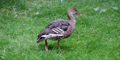 Plumed whistling duck (Dendrocygna eytoni) with striped flanks and long plumes, standing on green grass.