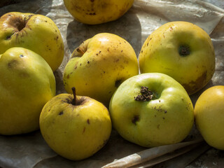 Closeup of Yellow Apples in Sunlight.