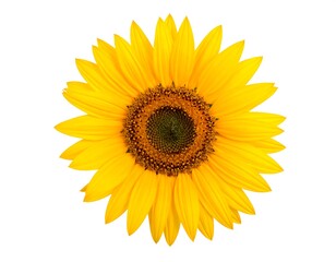 Fototapeta premium Vibrant sunflower head