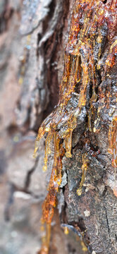 Natural liquid amber color resin of mahogany tree on the tree bark