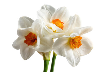 Naklejka premium Close-up of three white daffodils