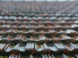 The roof is wet and has a mossy appearance