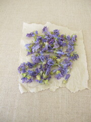 Wild mallow flowers drying on paper
