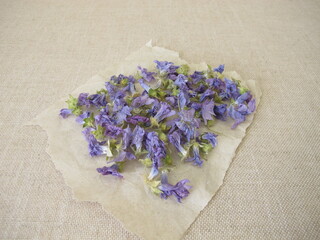 Wild mallow flowers drying on paper