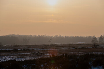 Obraz premium Misty heathland with lone tree silhouette during golden hour, atmospheric rural landscape
