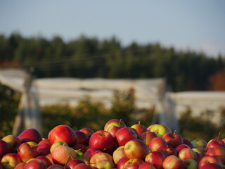 Pile of red apples on a table