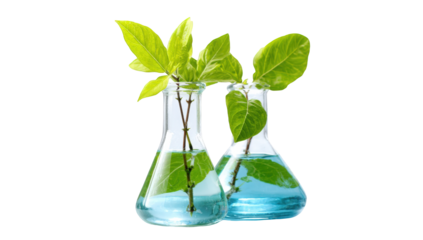 Two flasks with growing plants