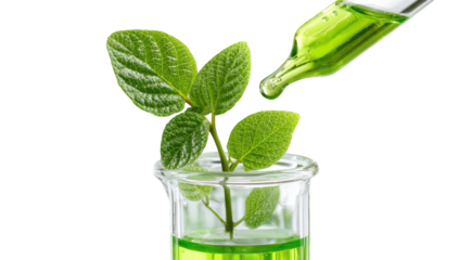 A plant in a test tube, liquid being added