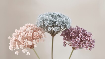 Three allium flowers in pastel colors against a neutral background, elegant composition.