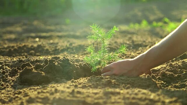 A close -up of human hands gently presses the soil around a small green tree of the Christmas tree in the open air in sunlight, symbolizing agriculture, care and steady growth