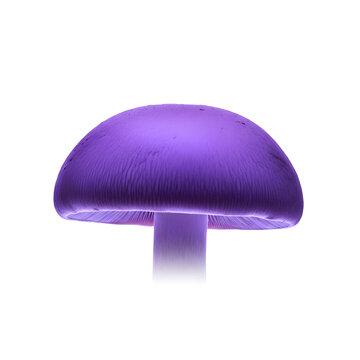 A single purple mushroom with a smooth cap and visible gills, isolated on transparent background, showcasing its unique color and form in a studio shot
