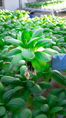 hand holding fresh bok choy vegetables grown using a hydroponic system