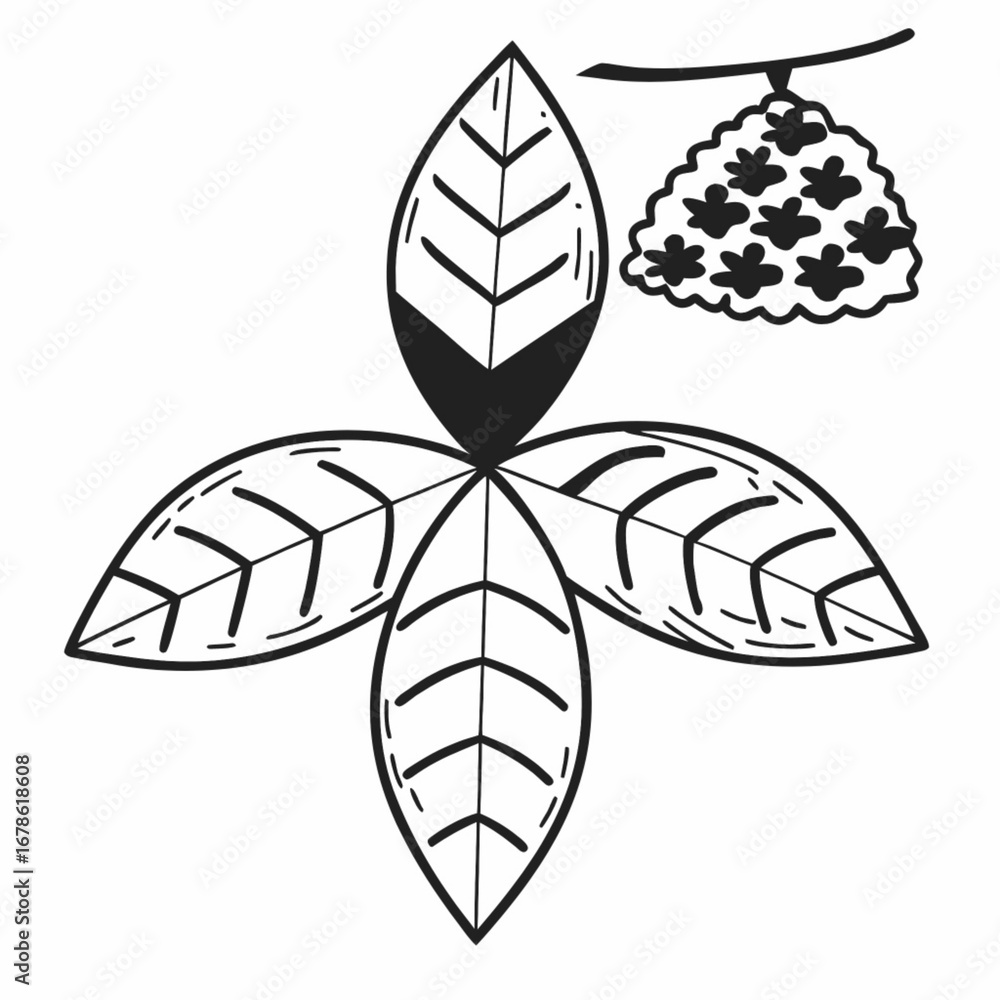 Poster minimilist illustration of a plant with four leaves arranged in a cross shape and a flower cluster o
