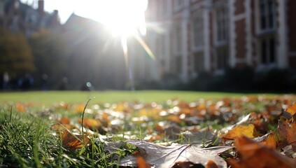 Autumn leaves on a grassy campus. Sunlight streams in the background