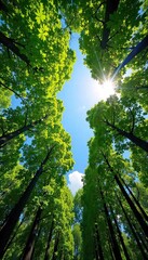 Serene high-angle view of a sun-dappled forest canopy, with a vibrant blue sky peeking through the leaves Perfect for nature, travel, or environmental themes , high angle, aerial view, overhead shot