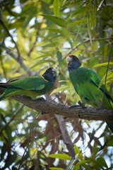 Colorful Parrots Perched on a Tree Branch