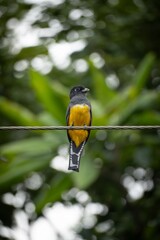 Yellow and Black Bird Perched on Wire